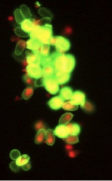 <strong>Featured student project: Using flow cytometry to distinguish viable from nonviable protozoa cysts.</strong>